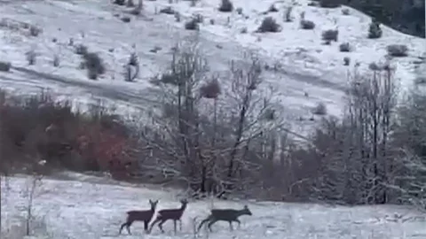 Refahiye'de Kızıl Geyik Heyecanı