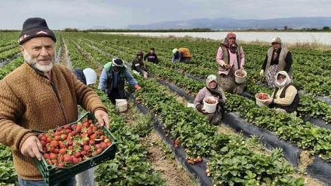 Mersin'de Çilek Hasadı Başladı