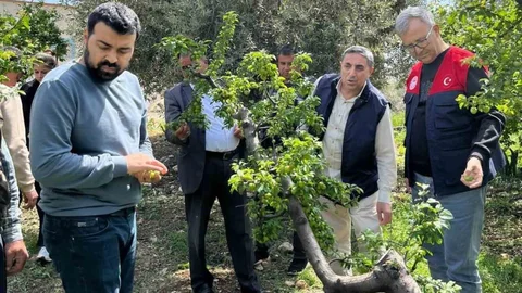 Mersin'de Dolu Yağışı Sonrası Hasar Tespiti