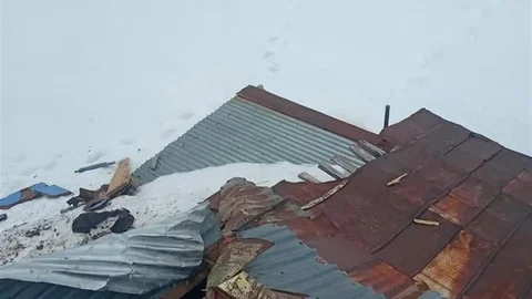 Gümüşhane Yaylalarında Ayı Saldırısı Devam Ediyor