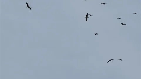 Adana'da Leyleklerin Bahar Göçü