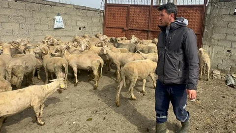 Kurbanlık Parasıyla Bebeğine Hazırlanıyor