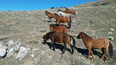 Afyonkarahisar'da Yılkı Atları Hareketlendi