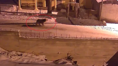 Bayburt’ta Kış Uykusundan Uyanan Ayılar