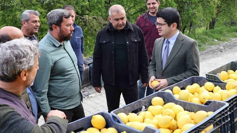 Arsuz’da Limon Hasadı Başladı