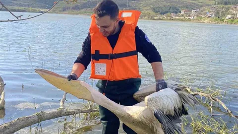 Bursa'da Mahsur Kalan Pelikan Kurtarıldı