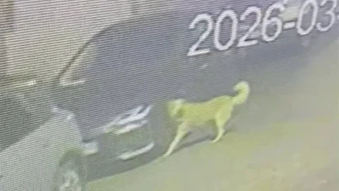 Üsküdar'da Sokak Köpekleri Paniği