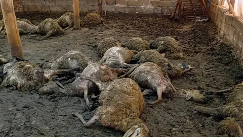 Malatya'da Kurt Koyunları Telef Etti