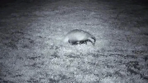 Tekirdağ'da Yiyecek Arayan Porsuk Görüntülendi