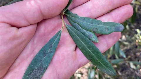 Salihli'de Zeytin Üreticilerine Uyarı