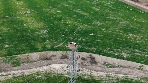 Elazığ'da Baharın Müjdecisi Leylekler