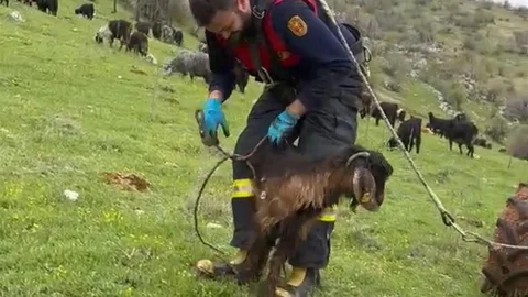 Kuyuya Düşen Keçi İtfaiye Ekipleri Tarafından Kurtarıldı