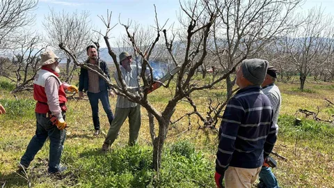 Adıyaman'da Zirai Don Etkisi Devam Ediyor