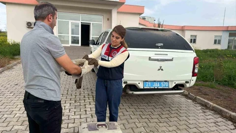 Diyarbakır'da Yaralı Şahin Tedavi Edildi