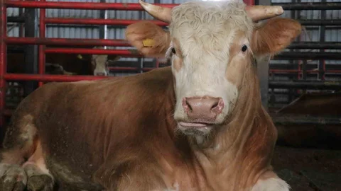 Dev Tosun Sakarya'da Vitrinde