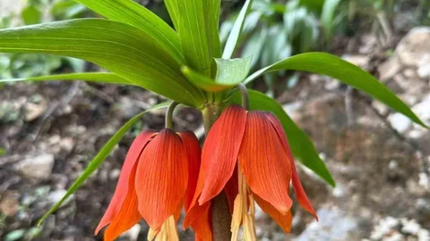 Hakkari'de Ters Laleler Çiçek Açtı