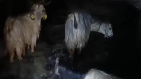 Yüksekova'da Ahırları Su Bastı