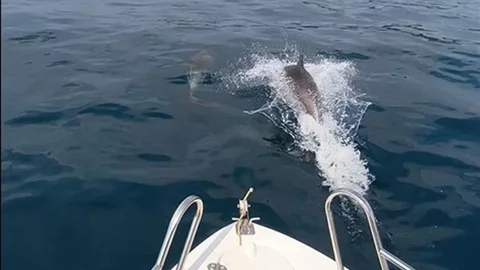 Saros Körfezi'nde Yunuslarla Yarışan Tekne