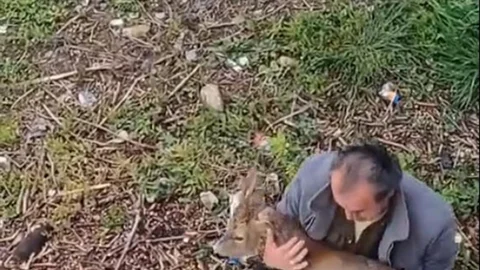 Görele'de Yaralı Karaca Bulundu