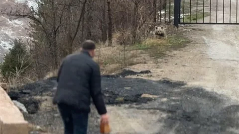 Gümüşhane'de Yavru Ayı Beslendi