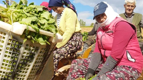 Sarıgöl'de Tütün Dikim Sezonu Başladı
