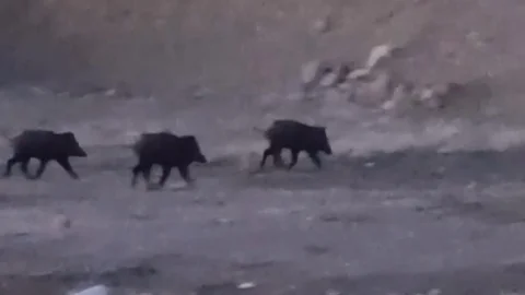 Yüksekova'da Yaban Domuzları Görüntülendi