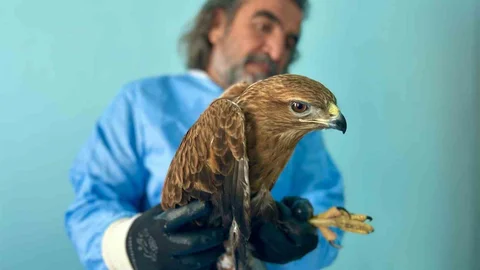 Van Gölü'nde Yaban Hayvanları Korunuyor