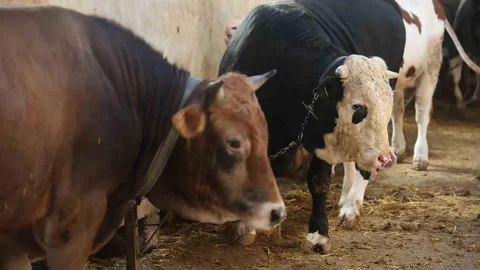 Konya'da Kurbanlık Alacaklar Uyarılıyor