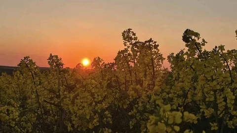 Tekirdağ'da Gün Batımında Kanola Tarlaları