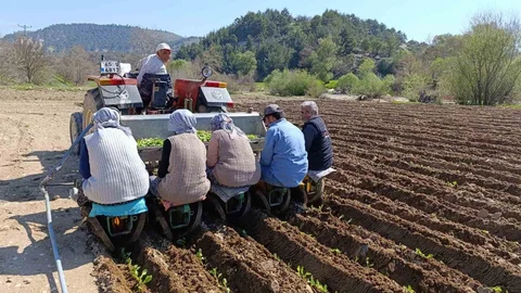 Selendi'de Tütün Dikim Sezonu Başladı