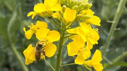 Tekirdağ'da Kanola İlaçlaması Uyarısı