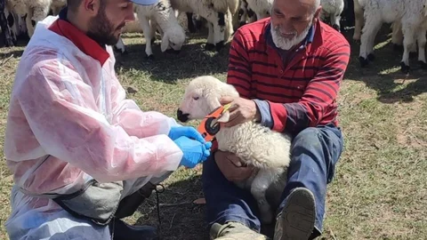 Kemah'ta Küçükbaş Hayvan Aşılama Çalışmaları