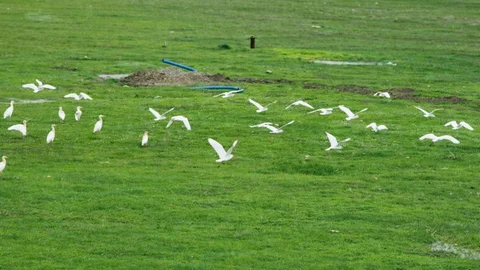 Muş Ovası'nda Göçmen Kuşlar Görüntülendi
