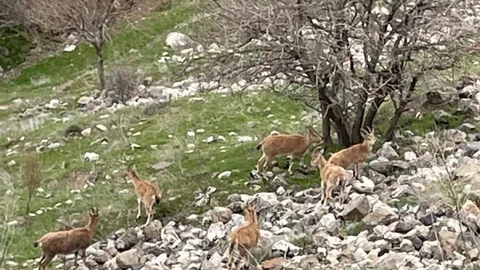 Elazığ'da Dağ Keçileri Görüntülendi