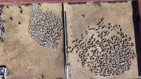 Amasya'da Kuzular Annesiyle Buluştu