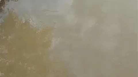 Bursa'da Su Samuru Görüntülendi