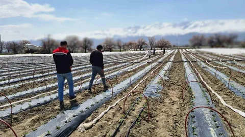 Biber Fideleri Üzümlü'de Toprakla Buluştu