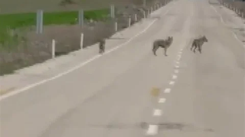 Kemah'ta Kurt Sürüsü Görüntülendi
