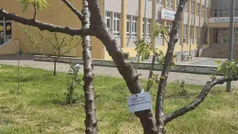 Edirne'de Fidan Dikimi Etkinliği