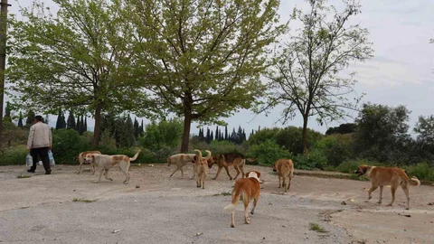 Aydın'da Sokak Köpeği Sorunu Süregeldi
