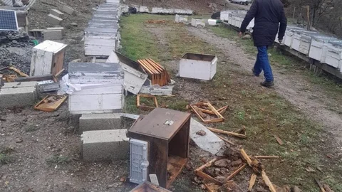 Tunceli'de Ayı Arı Kovanlarını Parçaladı