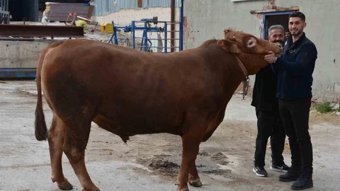 Bir Ton Kurbanlık Dana 575 Bin Liraya Satıldı