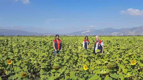 Aydın'da Ayçiçeği Tohum Desteği Başladı