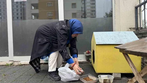 Kayseri'de Şehir Merkezine İnen Tilki