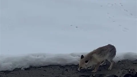 Aç kalan tilkiyi ev sahibi besledi
