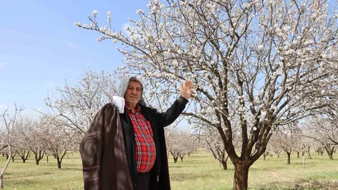 Şanlıurfa Badem Üretiminde İkinci Sırada
