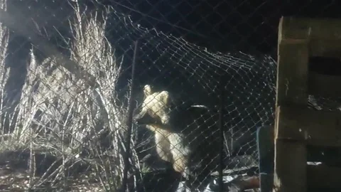 Bayburt'ta Şantiye Alanına İnen Ayı