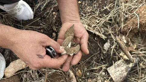 Kastamonu'da Yanan Ormanlarda Mantar Bolluğu