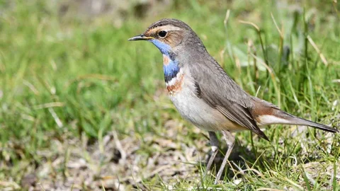 Van Gölü'nde Kuş Zenginliği Artıyor