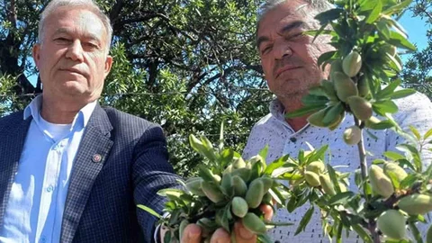 Araban'da Yerli Badem Çağlası Sofralarda